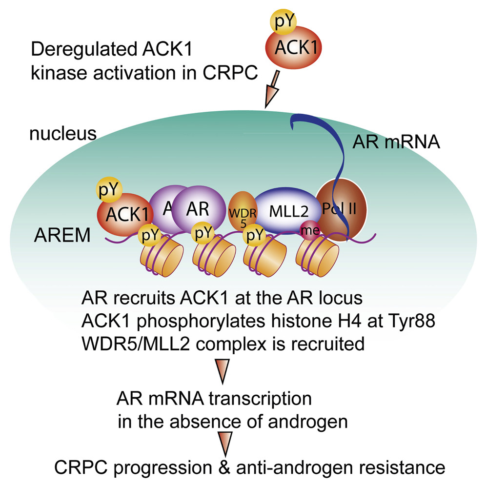 ACK1 pathway in AR mRNA transcription